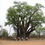Baobab Tree