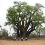 Baobab-Tree