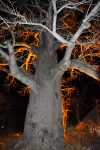 Baobab1