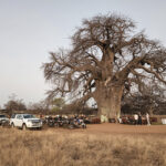 Baobab