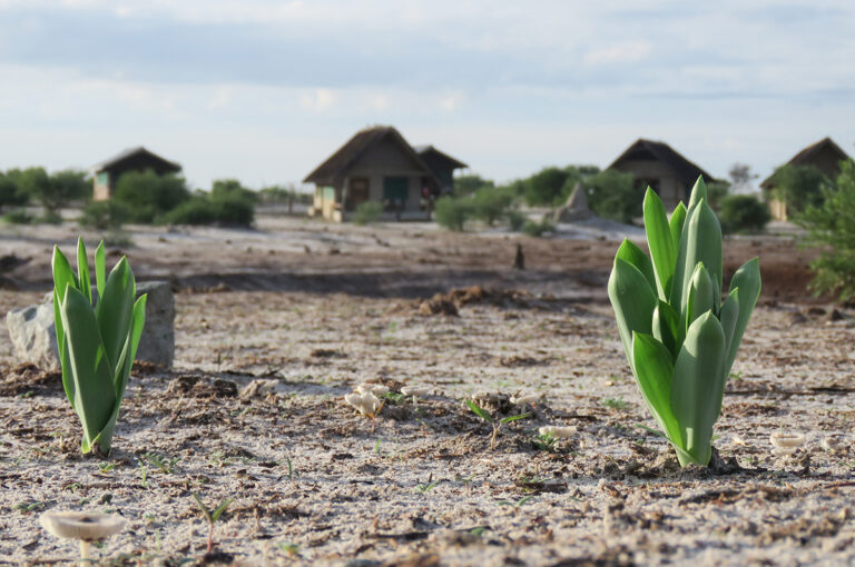 Fresh Sprouts in Botswana…
