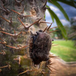 Bat